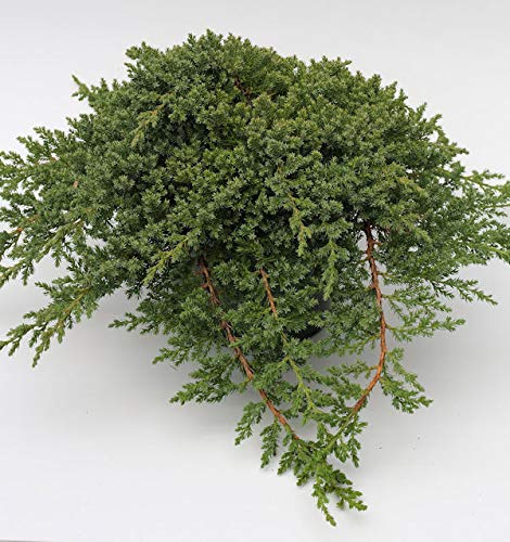 Japanischer Kriechwacholder 15-20cm - Juniperus procumbens - Gartenpflanze von Guoml