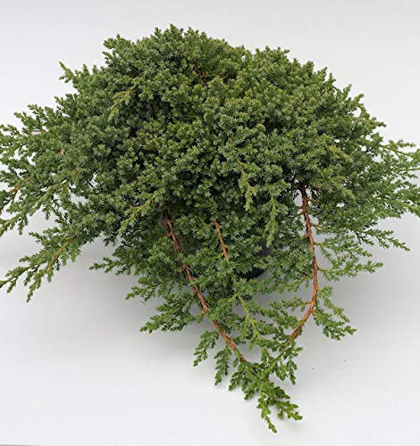 Japanischer Kriechwacholder 25-30cm - Juniperus procumbens - Gartenpflanze von Baumschule