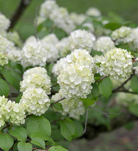 Japanischer Schneeball Grandiflora 40-60cm - Viburnum plicatum - Gartenpflanze von Baumschule