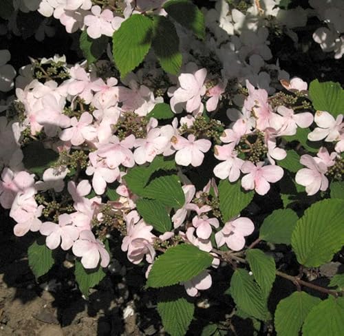 Japanischer Schneeball Pink Beauty 30-40cm - Viburnum plicatum - Gartenpflanze von Baumschule