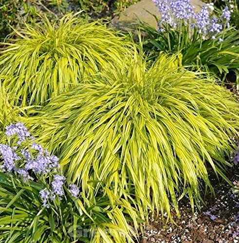 Japanisches Berggras All Gold - großer Topf - Hakonechloa macra - Gartenpflanze von Baumschule