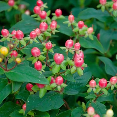 Johanniskraut Magical Marbled Red 30-40cm - Hypericum - Gartenpflanze von Baumschule