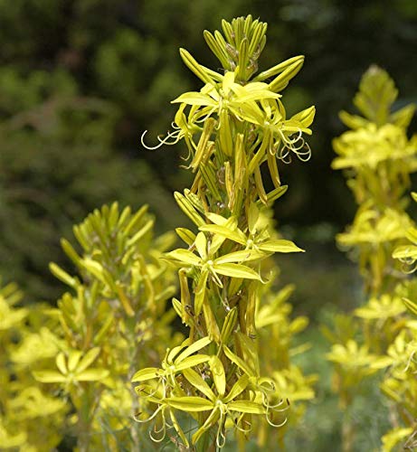 Junkerlilie - Asphodeline lutea - Gartenpflanze von Baumschule