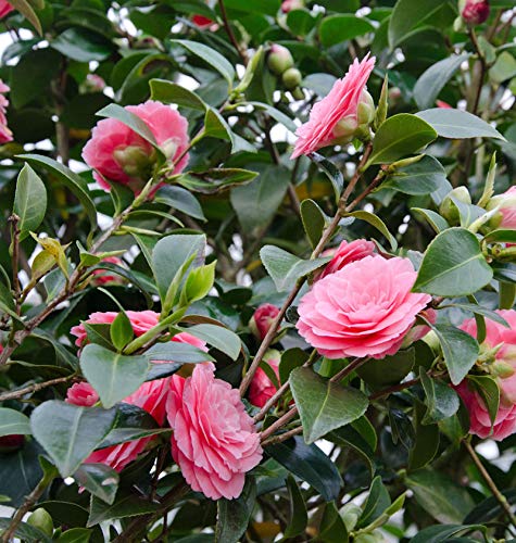 Kamelie Mrs Tingley 40-60cm - Camelia japonica - Gartenpflanze von Baumschule