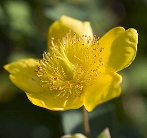 Kanadische Johanniskraut Gemo 30-40cm - Hypericum kalmianum - Gartenpflanze von Baumschule