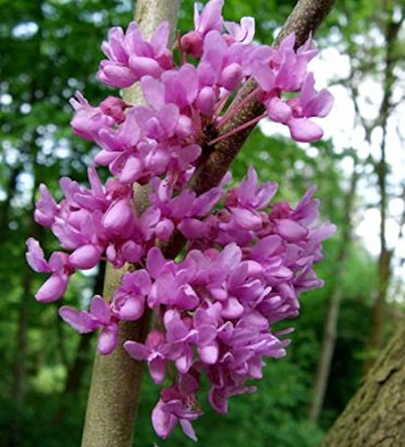 Kanadischer Hänge Judasbaum Lavender Twist 100-125cm - Cercis canadensis - Gartenpflanze von Baumschule