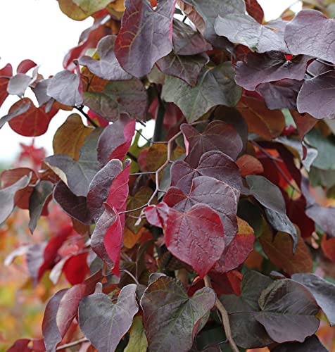 Kanadischer Judasbaum Merlot 40-60cm - Cercis canadensis - Gartenpflanze von Baumschule