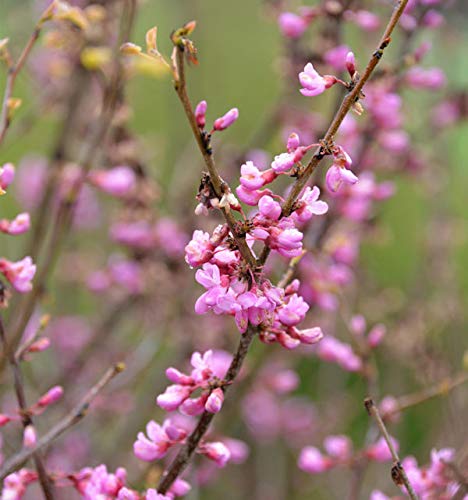 Kanadischer Judasbaum Oklahoma 40-60cm - Cercis canadensis - Gartenpflanze von Baumschule