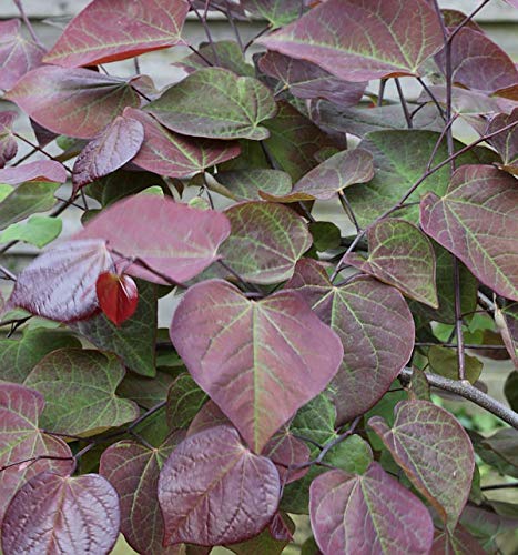 Kanadischer Judasbaum Ruby Falls 40-60cm - Cercis canadensis - Gartenpflanze von Baumschule