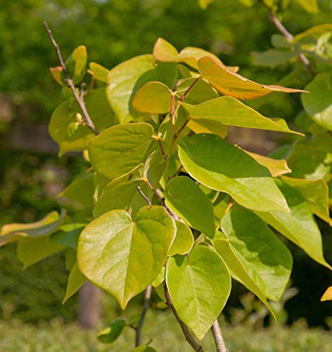 Kanadischer Judasbaum The Rising Sun 100-125cm - Cercis canadensis - Gartenpflanze von Baumschule
