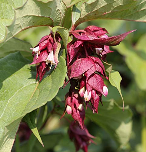 Karamellstrauch Purple Rain 40-60cm - Leycesteria formosa - Gartenpflanze von Baumschule