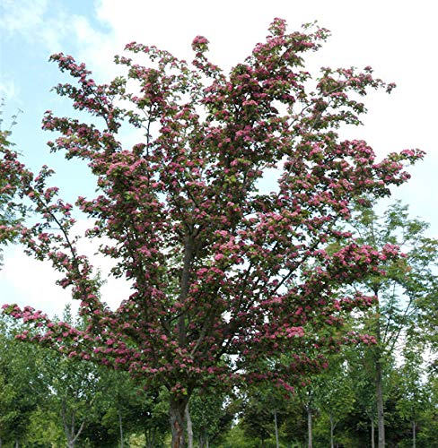 Kaskaden Rotdorn Crimson Cloud 100-125cm - Crataegus laevigata - Gartenpflanze von Baumschule