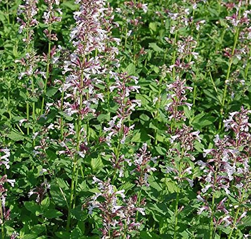 Katzenminze Dawn to Dusk - Nepeta grandiflora - Gartenpflanze von Baumschule