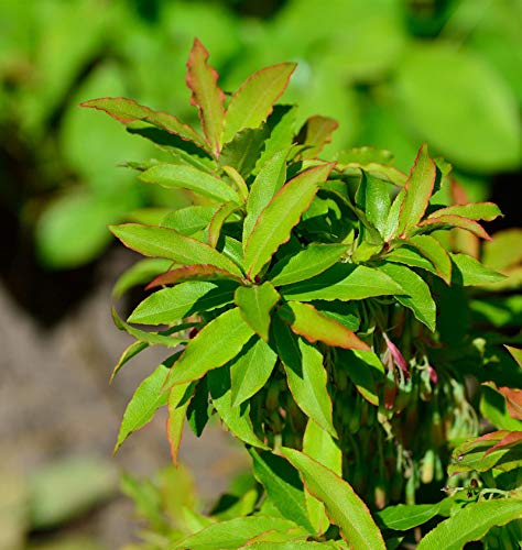 Kaukasische Heidelbeere 30-40cm - Vaccinium arctostaphylos - Gartenpflanze von Baumschule