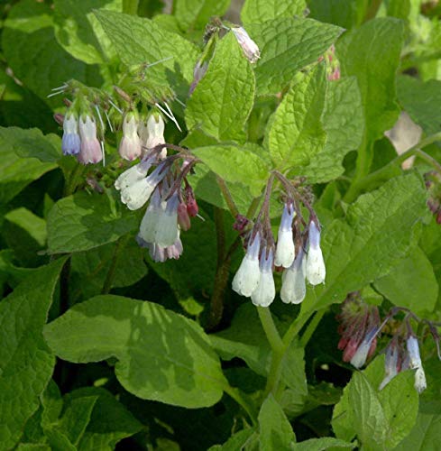Kaukasus Beinwell Hidcote Blue - Symphytum grandiflorum - Gartenpflanze von Baumschule