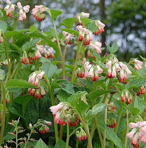 Kaukasus Beinwell Hidcote Pink - Symphytum grandiflorum - Gartenpflanze von Baumschule