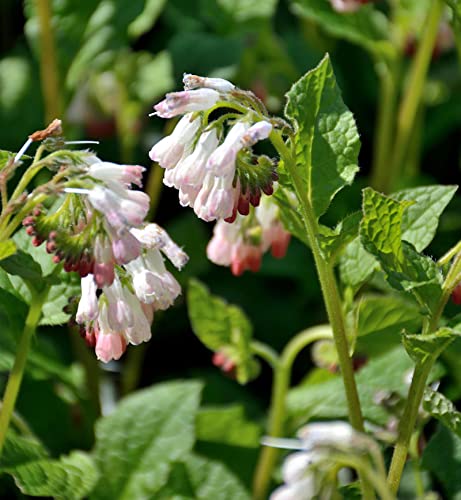 Kaukasus Beinwell - Symphytum grandiflorum - Gartenpflanze von Baumschule