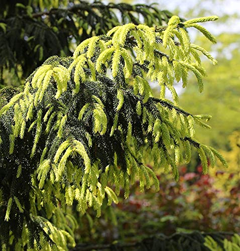 Kaukasus Fichte Aurea 100-125cm - Picea Orientalis - Gartenpflanze von Baumschule