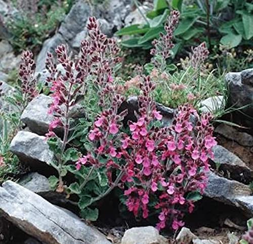 Kaukasus Gamander - Teucrium hyranicum - Gartenpflanze von Baumschule