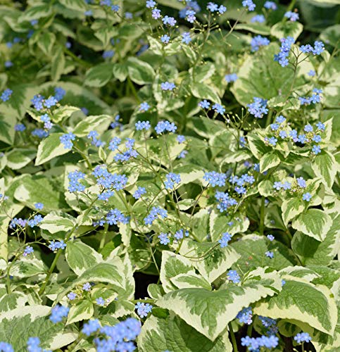 Kaukasus Vergißmeinnicht Variegata - Brunnera macrophylla - Gartenpflanze von Baumschule