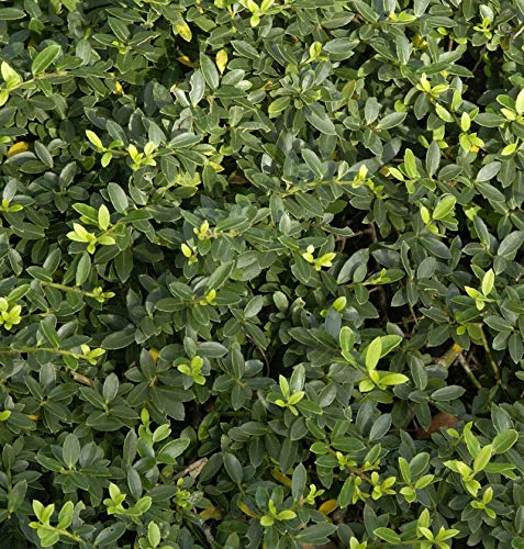 Kegelschnitt Löffel Ilex Dark Green 50-60cm - Ilex crenata - Gartenpflanze von Baumschule