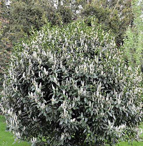 Kirschlorbeer Reynvaanii 60-80cm - Prunus laurocerasus - Gartenpflanze von Baumschule