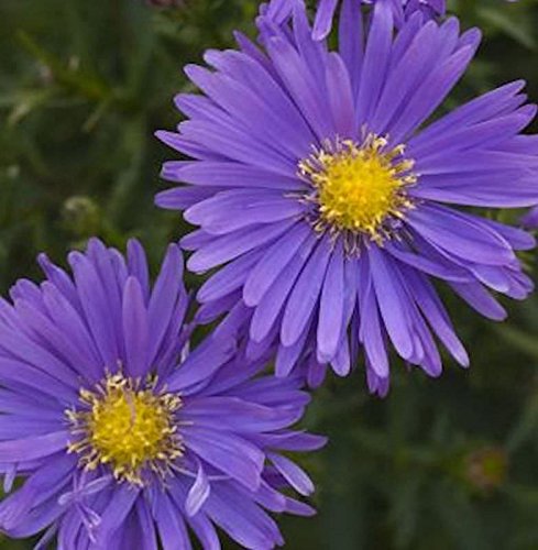 Kissenaster Blauer Gletscher - Aster alpinus - Gartenpflanze von Baumschule