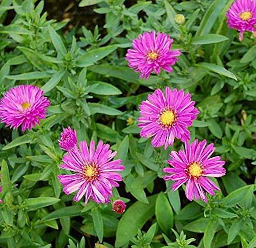 Kissenaster Stralight - Aster dumosus - Gartenpflanze von Baumschule