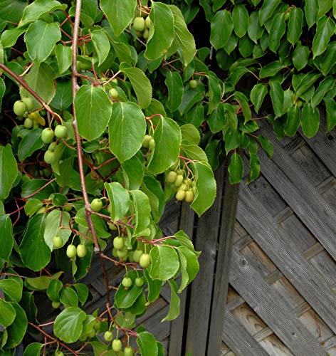 Kiwi Weiki 40-60cm - Actinidia arguta - Gartenpflanze von Baumschule