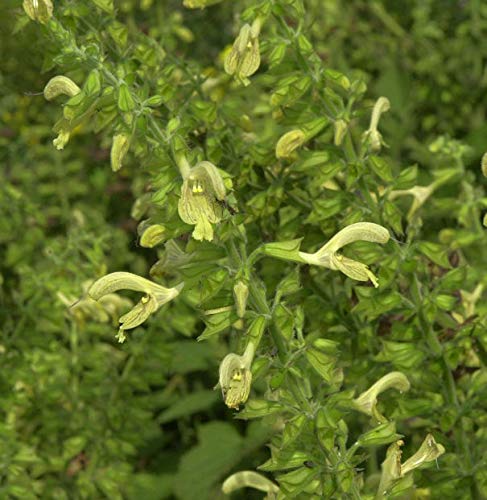 Klebriger Salbei - Salvia glutinosa - Gartenpflanze von Baumschule