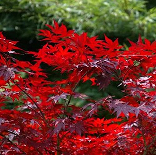 Kleinblättriger Zwergahorn Hime Shojo 40-60cm - Acer palmatum - Gartenpflanze von Baumschule