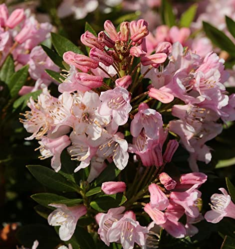 Kleinblütiger Rhododendron Bloombux® 15-20cm - Rhododendron micranthum von Baumschule