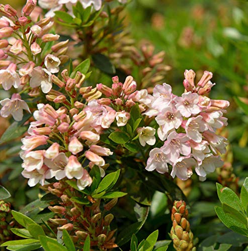 Kleinblütiger Rhododendron Bloombux Magenta® 30-40cm - Rhododendron micranthum von Baumschule