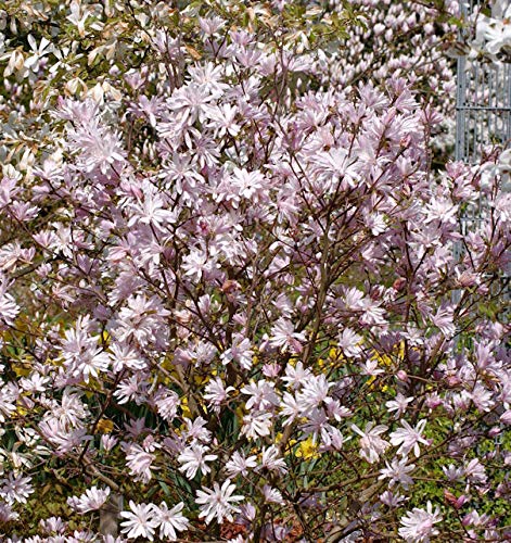 Kleine Sternmagnolie Georg Henry Kern 40-60cm - Magnolia stellata - Gartenpflanze von Baumschule