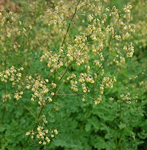 Kleine Wiesenraute - Thalictrum minus - Gartenpflanze von Baumschule