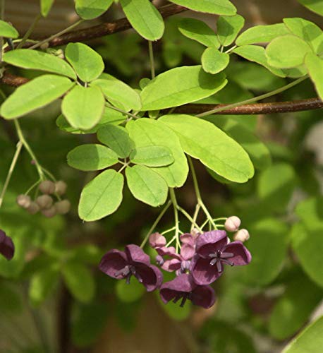 Klettergurke Blaugurkenwein 60-80cm - Akebia quinata - Gartenpflanze von Baumschule