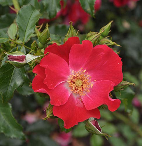 Kletterrose Dortmund 30-60cm - Gartenpflanze von Baumschule