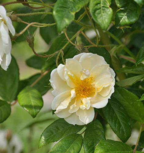 Kletterrose Lykkefund 30-60cm Kletterrose Lykkefund 30-60cm von Baumschule