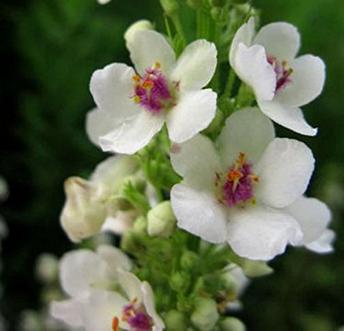 Königskerze Album - Verbascum nigrum - Gartenpflanze von Baumschule