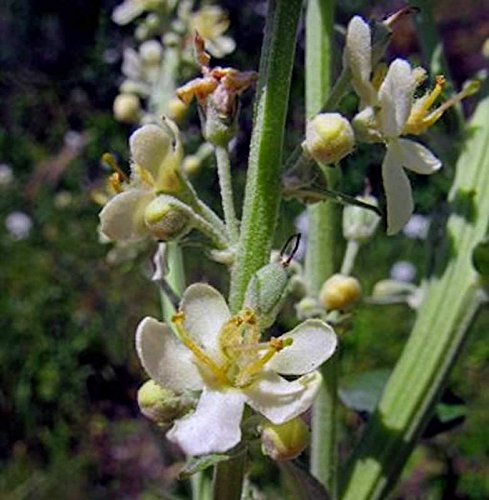 Königskerze White Domino - Verbascum cultorum - Gartenpflanze von Baumschule