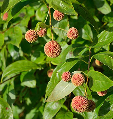 Kopfblume Knopfbusch Sugar Shack 40-60cm - Cephalanthus occidentalis - Gartenpflanze von Baumschule