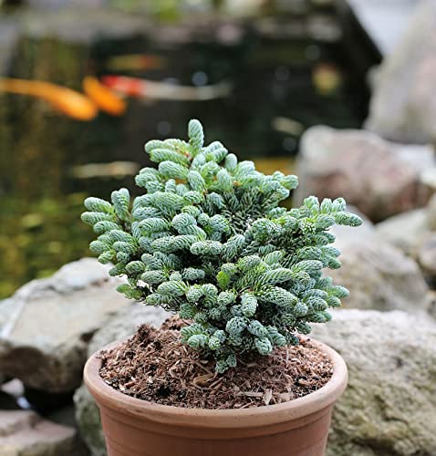 Koreatanne Kohouts Icebreaker 15-20cm - Abies koreana - Gartenpflanze von Baumschule