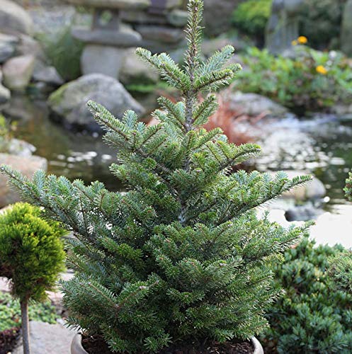 Koreatanne Molli 25-30cm - Abies koreana - Gartenpflanze von Baumschule