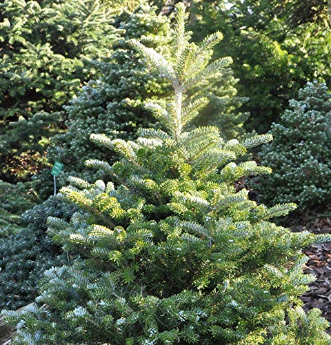 Koreatanne Sämling 60-80cm - Abies koreana - Gartenpflanze von Baumschule