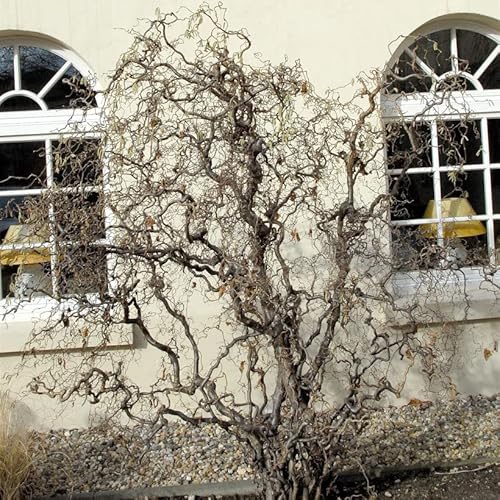 Korkenzieher Hasel 60-80cm - Corylus avellana - Gartenpflanze von Baumschule