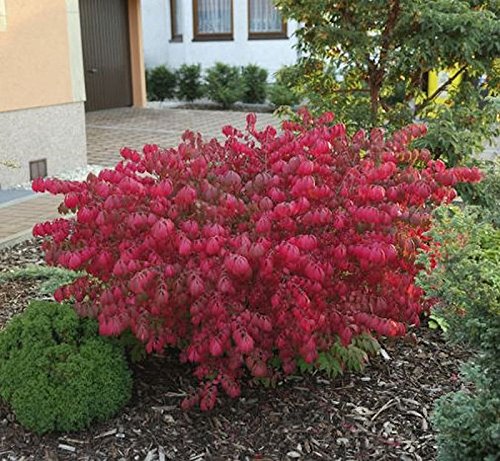 Korkflügelstrauch Chicago Fire 30-40cm - Euonymus alatus - Gartenpflanze von Baumschule
