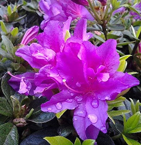 Kriechende Immergrüne Zwerg Azalee Galapagos 20-25cm - Rhododendron nakaharai von Baumschule
