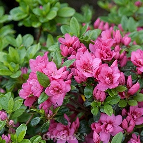 Kriechende Immergrüne Zwerg Azalee Mariko 15-20cm - Rhododendron nakaharai - Gartenpflanze von Baumschule