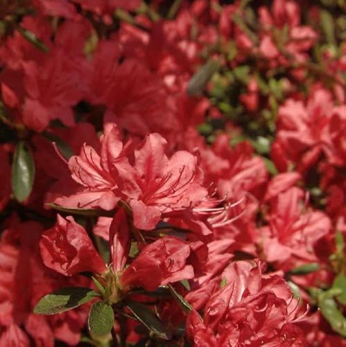 Kriechende Immergrüne Zwerg Azalee Marilee 15-20cm - Rhododendron nakaharai - Gartenpflanze von Baumschule