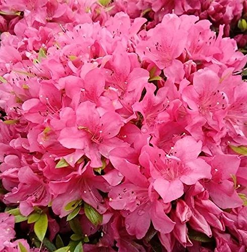 Kriechende Immergrüne Zwerg Azalee Talamanca 15-20cm - Rhododendron nakaharai von Baumschule